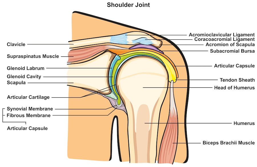 the anatomy of the shoulder, helping to define for mobility exercises